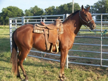 Horse Fence