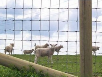 Field Fence