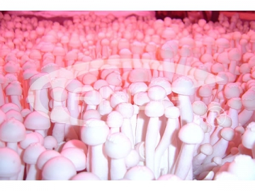 Mushroom Farm (for Enoki Mushroom)