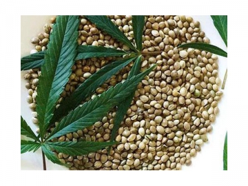 Hemp seed oil